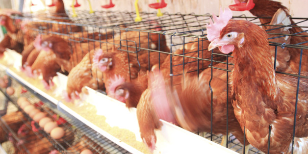 Nouveaux audits européens au Maroc dans le but d'exporter viandes et poissons vers l'UE