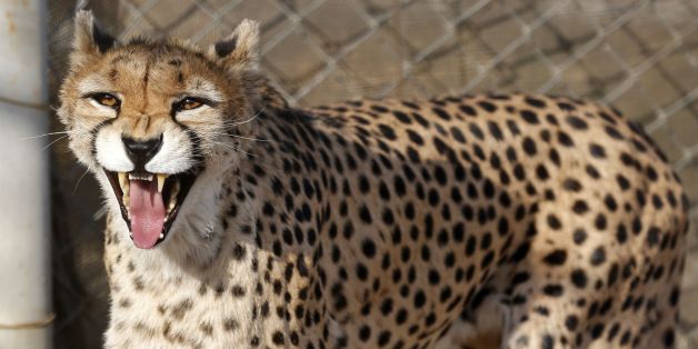 A female Asiatic Cheetah named 'Dalbar' snarls in an enclosure at the Pardisan Park in Tehran on October 10, 2017.Iranian environmentalists have mobilised to protect the world's last Asiatic cheetahs, estimated to number just 50 and faced with the threats of becoming roadkill, a shortage of prey and farmers' dogs. / AFP PHOTO / ATTA KENARE (Photo credit should read ATTA KENARE/AFP/Getty Images)