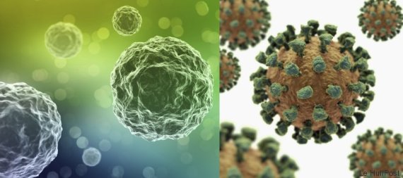 virus