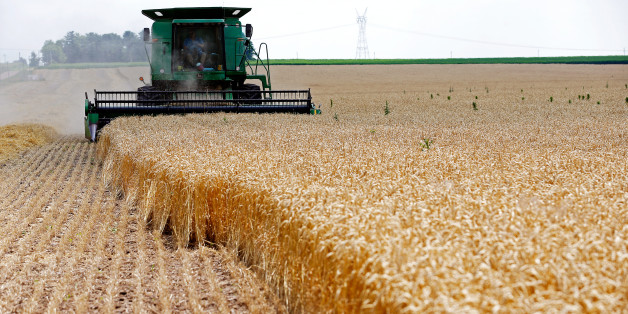 A combine drives over stalks of soft red winter wheat during the harvest on a farm in Dixon, Illinois, July 16, 2013. REUTERS/Jim Young/File Photo