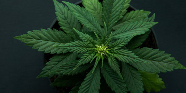 cannabis plant on a black background, marijuana plants, a top view
