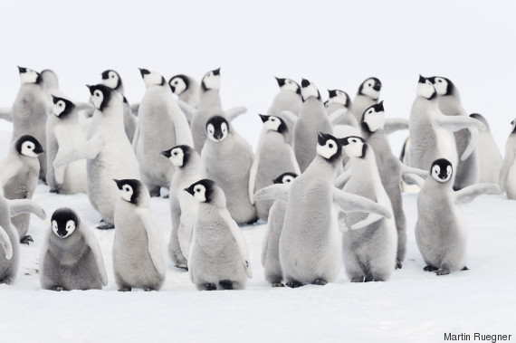 penguin