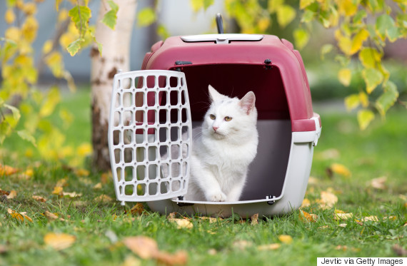 cat cage