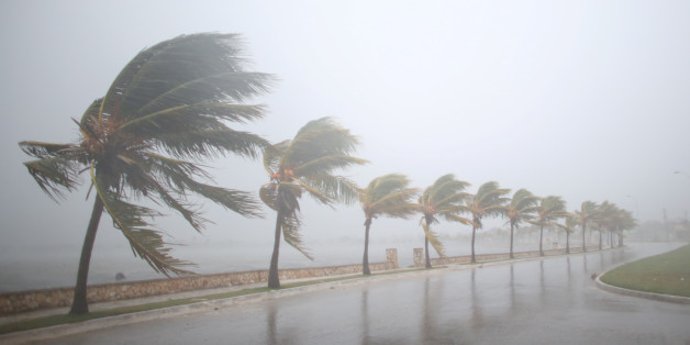 Palm trees sway in the wind prior to the arrival of the Hurricane Irma in Caibarien, Cuba, September 8, 2017. REUTERS/Alexandre Meneghini TPX IMAGES OF THE DAY