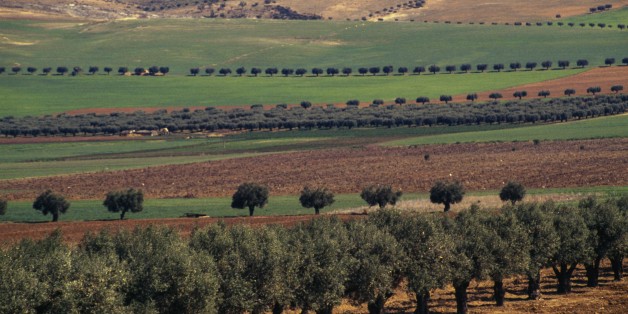 ALGERIA - MARCH 18: Olive trees, between Sidi Bel Abbes and Sfisef, Algeria. (Photo by DeAgostini/Getty Images)