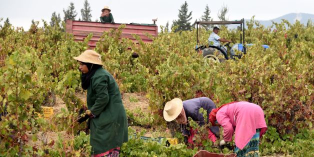 Tunisian women harvest grapes at the Neferis vineyard in the wine-producing region of Grombalia, some 40 kilometres (25 miles) southeast of the capital Tunis, on September 16, 2016. The ancient culture of winemaking is undergoing something of a revival in this overwhelmingly Muslim-majority country which has a reputation of being one of the most liberal in the Arab world. / AFP / FETHI BELAID / TO GO WITH AFP STORY BY GUILLAUME KLEIN (Photo credit should read FETHI BELAID/AFP/Getty Image