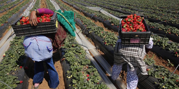 Farmers pick strawberries, to be exported, in a field in the town of Moulay Bousselham in Kenitra province March 15, 2014. The local strawberry growers use the multi-layers planting method to gain two times more strawberries than usual. REUTERS/Youssef Boudlal (MOROCCO - Tags: AGRICULTURE BUSINESS)