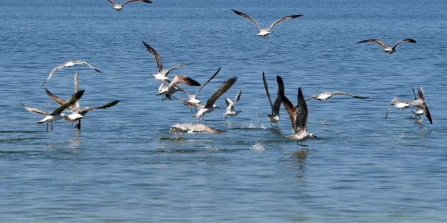 A picture taken on April 15, 2016 shows migratory seabirds catching fish on the Tunisian island of Kerkennah. / AFP / FETHI BELAID (Photo credit should read FETHI BELAID/AFP/Getty Images)