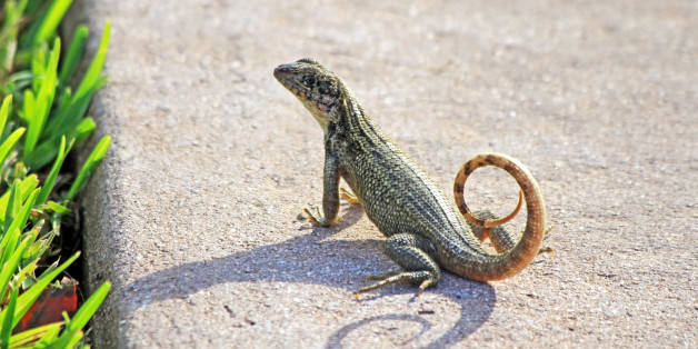 This little reptile is native to the Bahama Islands, the Cayman Islands, Cuba, and Honduras. In an attempt to control sugar cane pest it was intentionally released in Palm Beach in the 1940s and has thrived successfully in surrounding areas. This was photographed in Stuart, Florida.