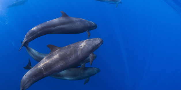 A pod of rare false killer whales (pseudo orca) swims off the coast of Paihia in the Bay of Islands, in New Zealand's North Island, April 13, 2013. False killer whales are a cetacean species that is rarely encountered in the wild. They swim in the open ocean often socializing with oceanic bottlenose dolphins. New Zealand's Bay of Islands is a popular tourist destination for dolphin and whale watching where killer whales have been seen to attack false killer whales. The two species are not closel