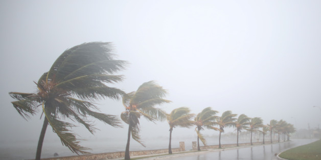 Palm trees sway in the wind prior to the arrival of the Hurricane Irma in Caibarien, Cuba, September 8, 2017. REUTERS/Alexandre Meneghini TPX IMAGES OF THE DAY