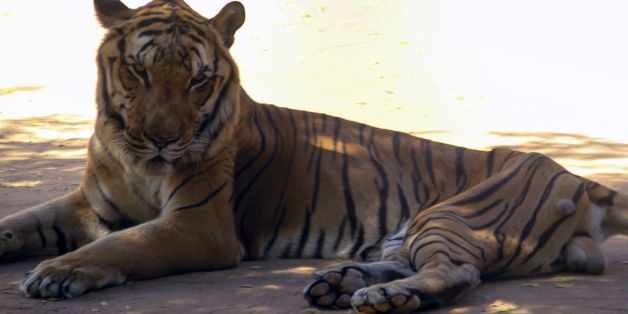 A starving tiger is pictured in its cage at the Metropolitan Zoo in Maracaibo, Zulia State, Venezuela, on February 13, 2018. / AFP PHOTO / Monica GUEVARA (Photo credit should read MONICA GUEVARA/AFP/Getty Images)
