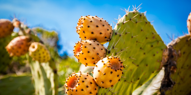 Flowering of a cactus