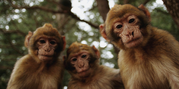 Des jeunes macaques de Barbarie (Macaca sylvanus) dans la forêt de cèdres dans le Moyen-Atlas, novembre 2006.
