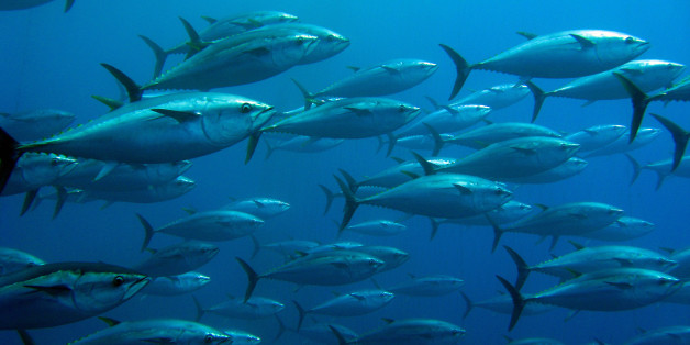 School of tuna swimming in a tuna trap