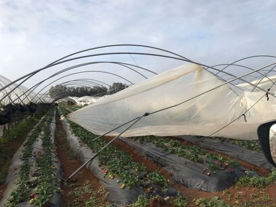 serre tempete fraise