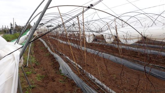 serre tempete fraise 2