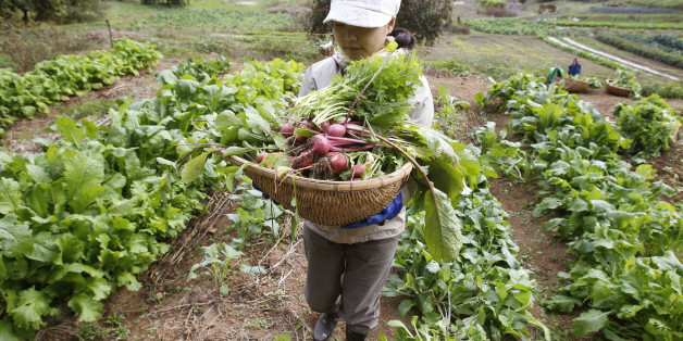 Madoka Hirabayashi from Tokyo holds a basket filled with freshly-harvested organic vegetables during a permaculture workshop in Hokuto, 150 km (93 miles) west of Tokyo October 23, 2010. Food Forest Club, a workshop organised by non-profit organisation Social Concierge, is aimed at promoting a recycling-based lifestyle and preserving biodiversity through experiencing the organic ways of living. Negotiators from over 190 countries are gathered in Nagoya, Japan, for a United Nations meeting to disc