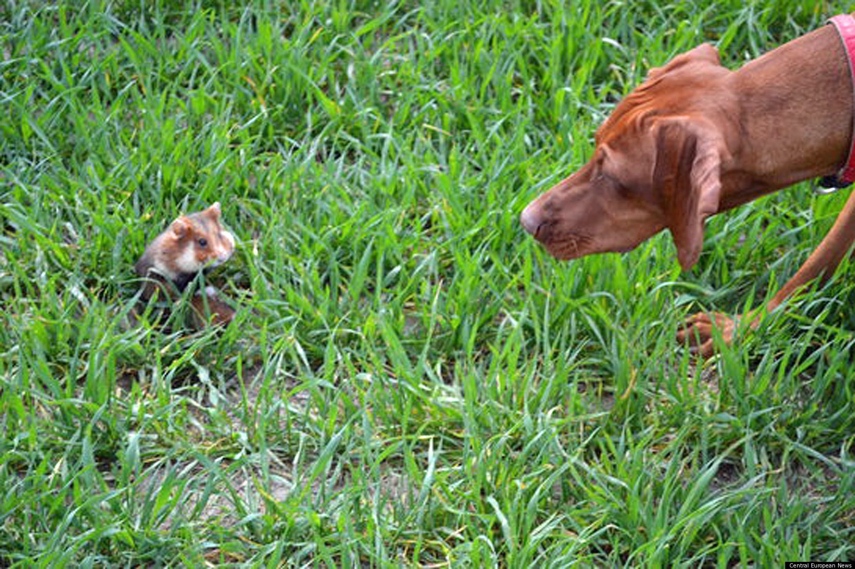 Kung Fu Hamster! Furious Rodent Attacks DogWalker And Hounds