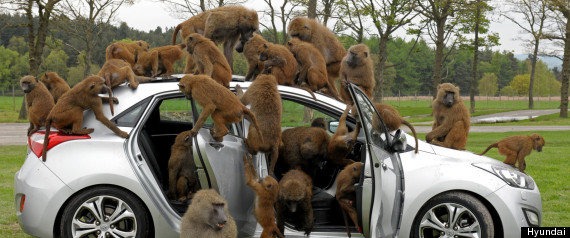 safari park uk monkeys