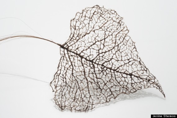 hair leaf