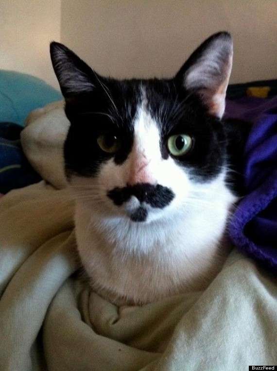 Picture Of The Day: The Cat That Looks Like David Beckham | HuffPost UK