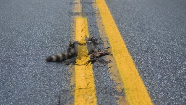 https://s-i.huffpost.com/gen/723591/images/h-PAINTED-ROADKILL-640x362.jpg