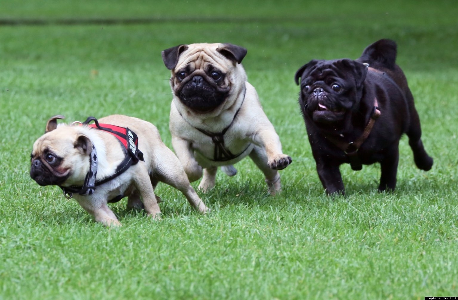 german pug german pug races international meetups are the best thing photos huffpost german pug german pug races international meetups are the best thing photos huffpost