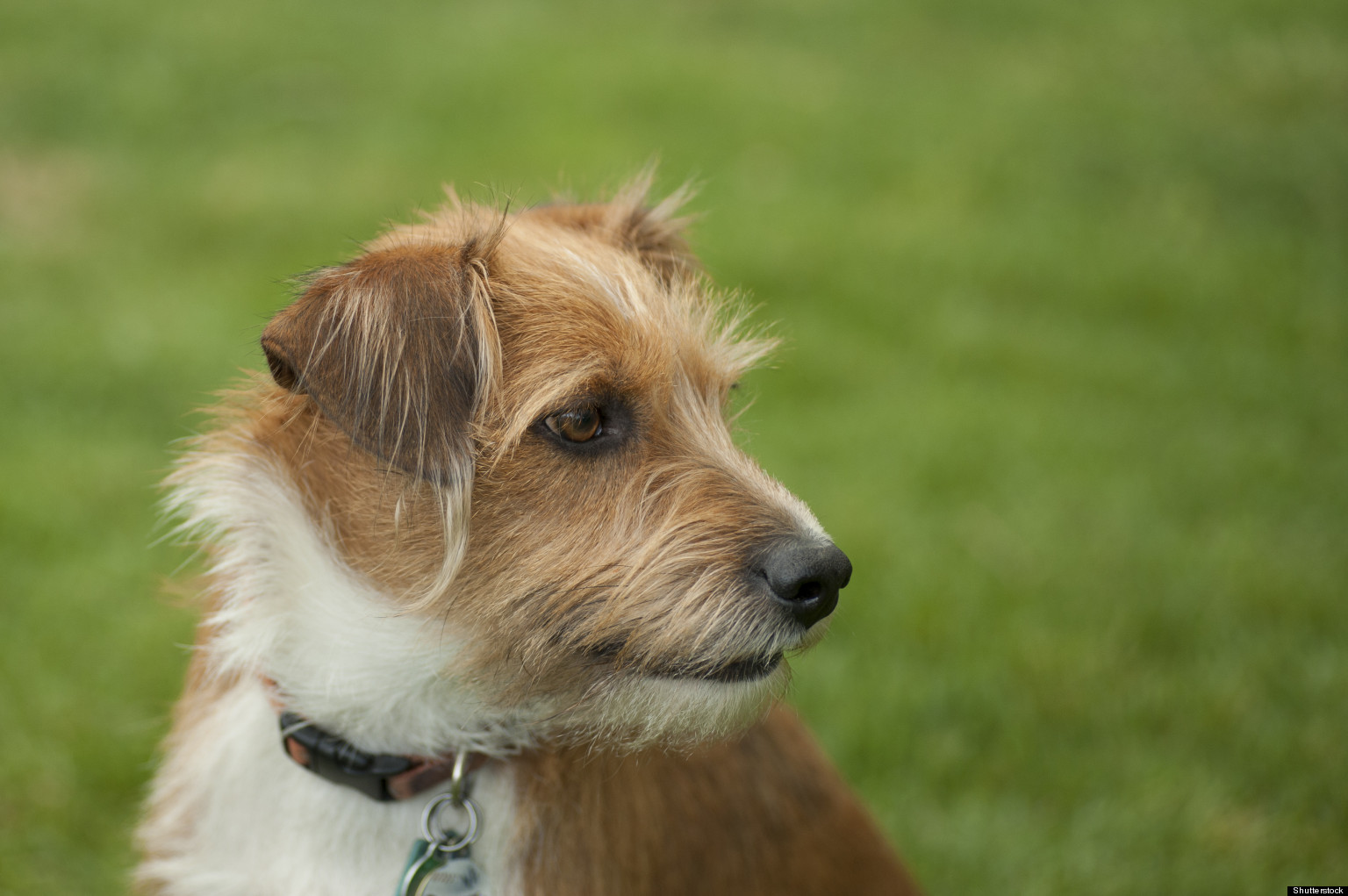 Mixed Breed Dog Adoption: Reasons To Love A Mutt | HuffPost