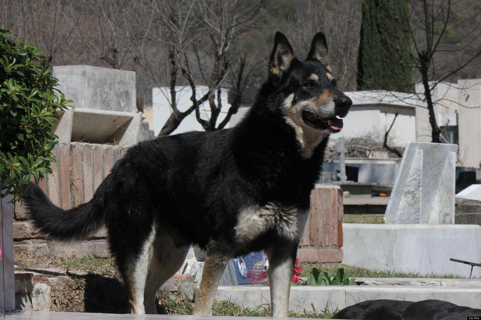 Loyal Dog, Capitán, Sits By Owner's Grave For Six Years (PHOTOS) HuffPost Loyal Dog, Capitán, Sits By Owner's Grave For Six Years (PHOTOS) HuffPost