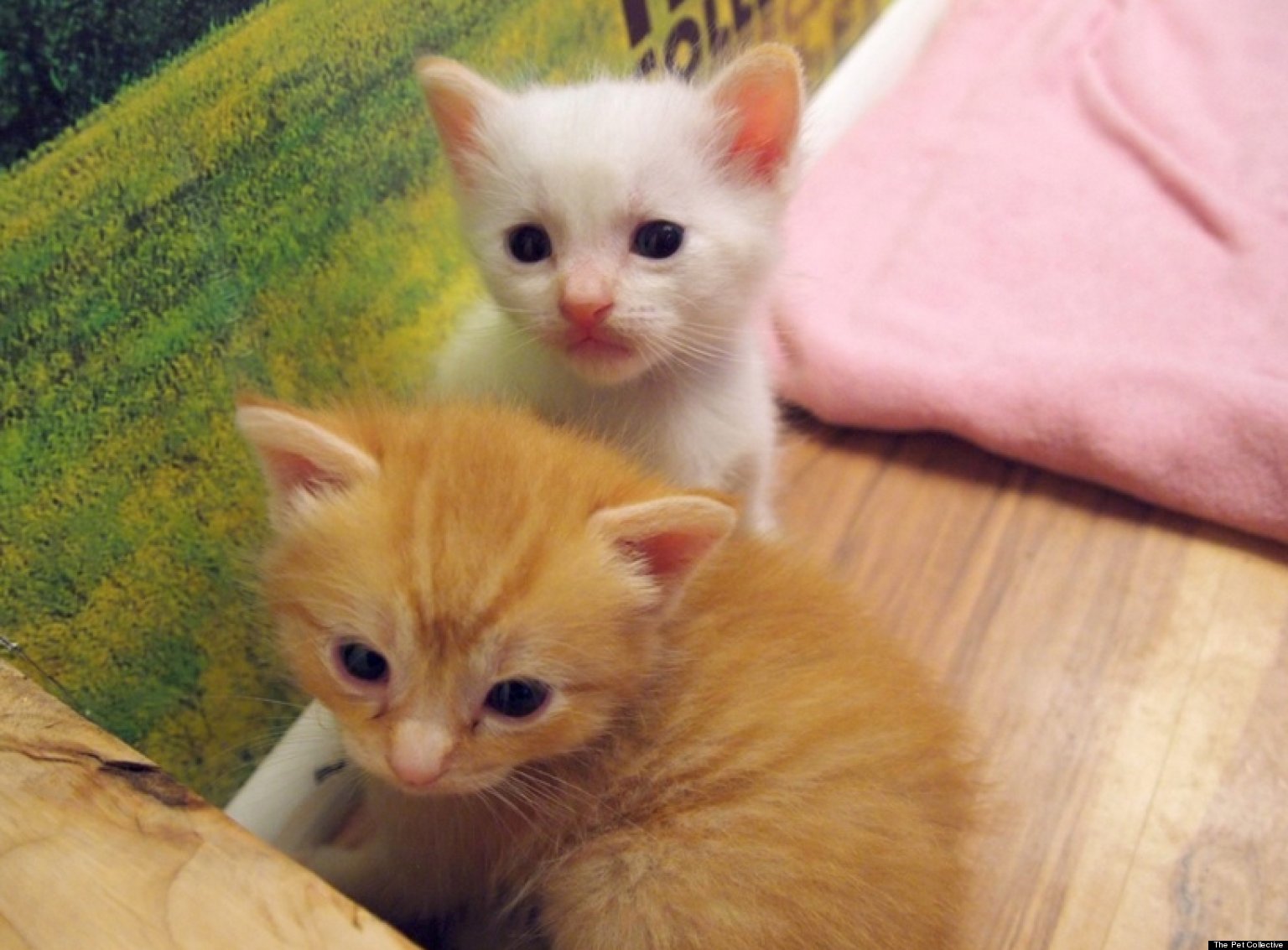 Cherry's Second Chance Cat Captures the Heart of a Good Samaritan HuffPost