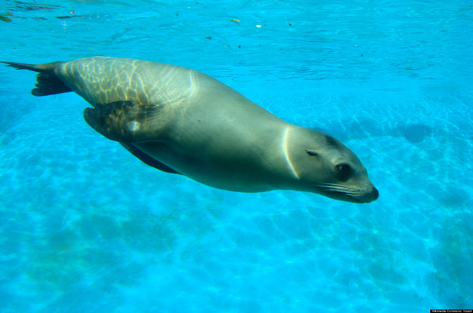 Sea Lions' Deep Dives: Marine Mammals Collapse Lungs To Descend, Study