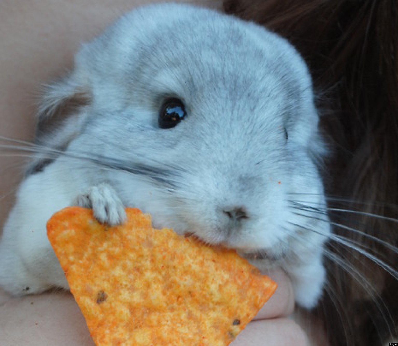 31 Cute Animals That Will Fill Your Heart With Joy (PHOTOS) | HuffPost