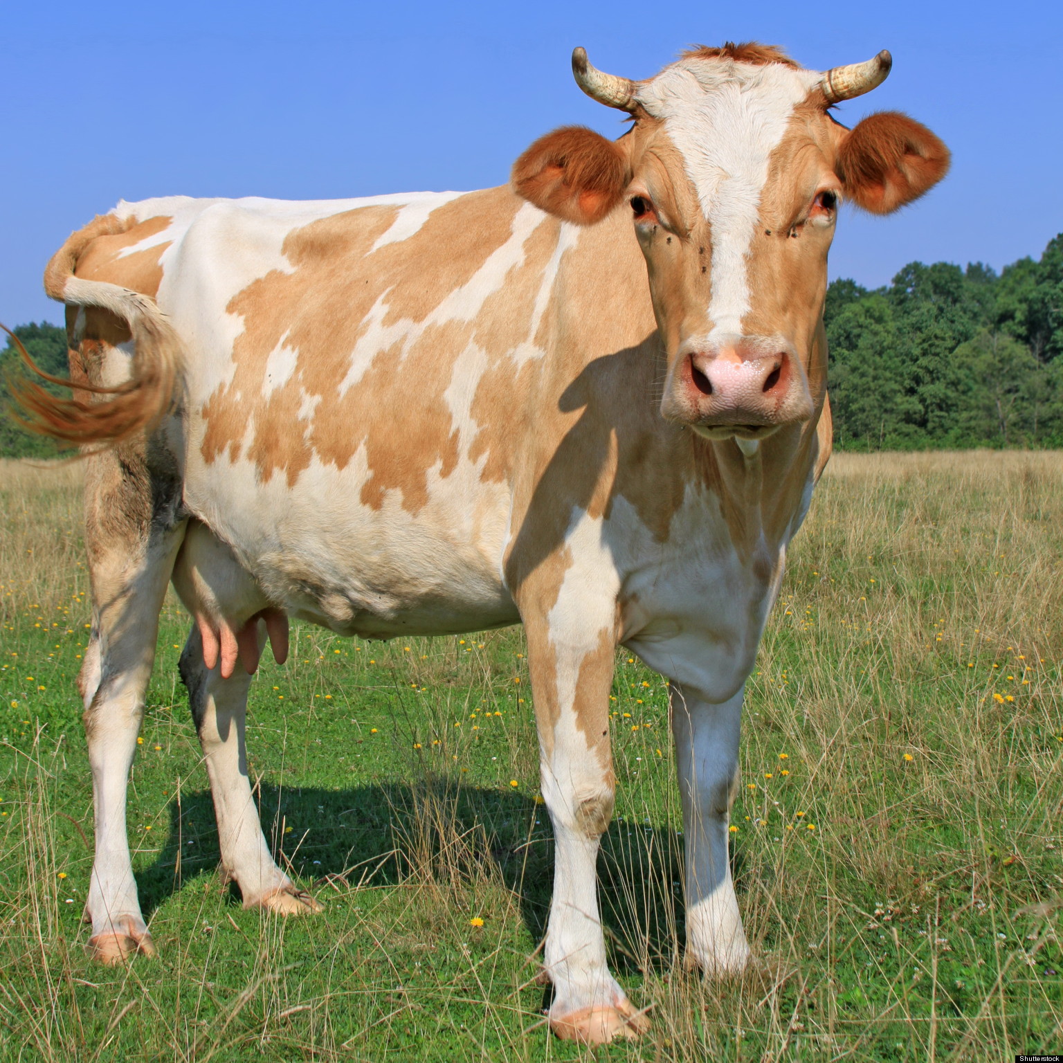 anti-allergy-milk-cow-genetically-engineered-to-produce-milk-with-less