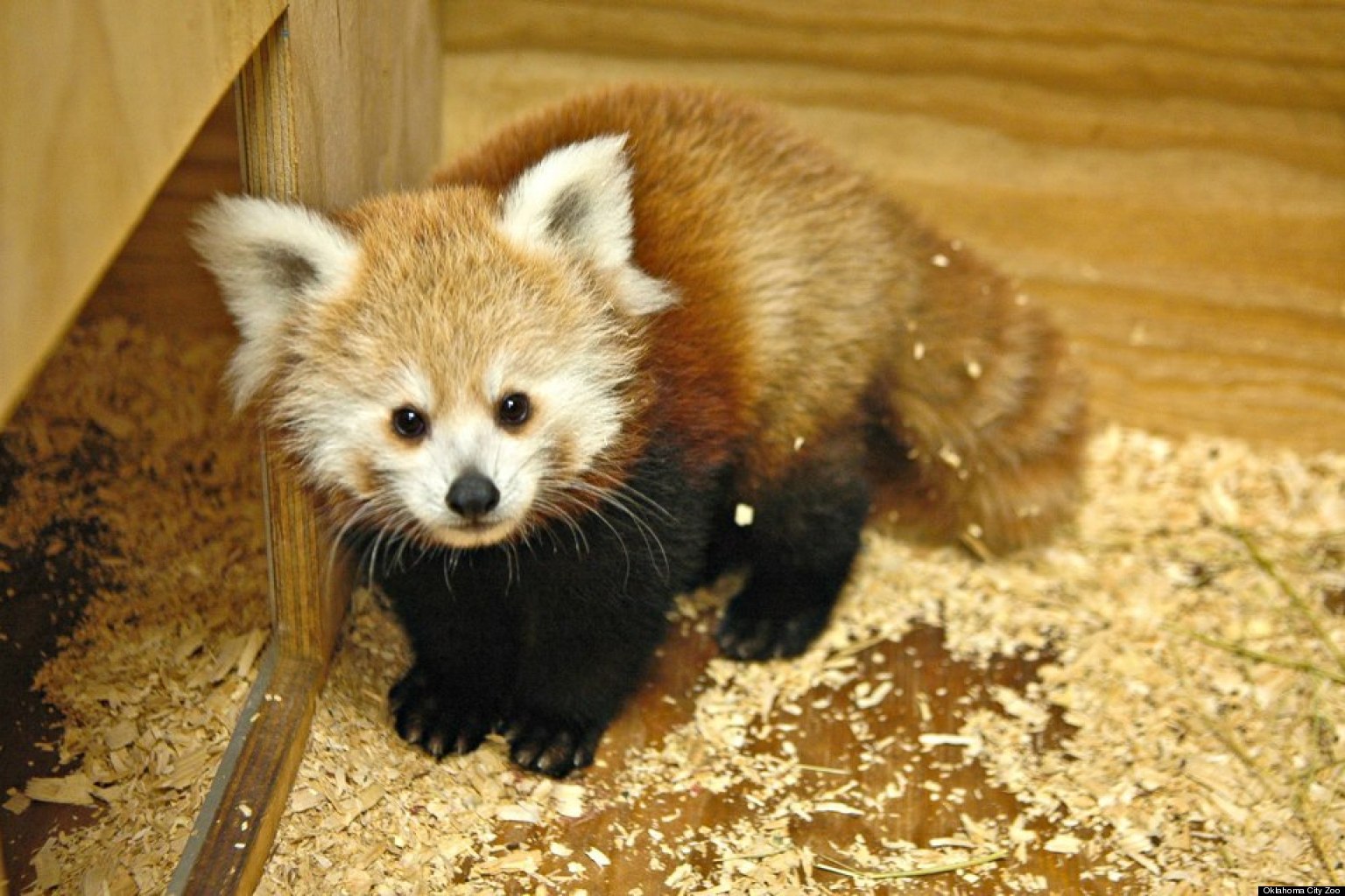 Newborn Baby Red Panda Kaydee Named After Hoop Star Kevin Durant