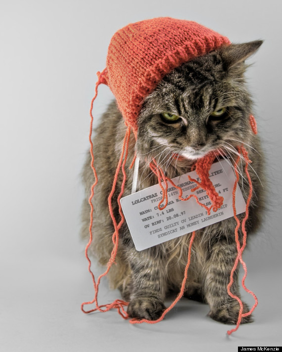 lolcatraz