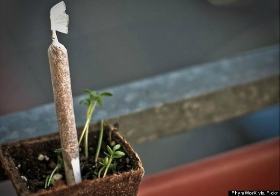 legalisation cannabis