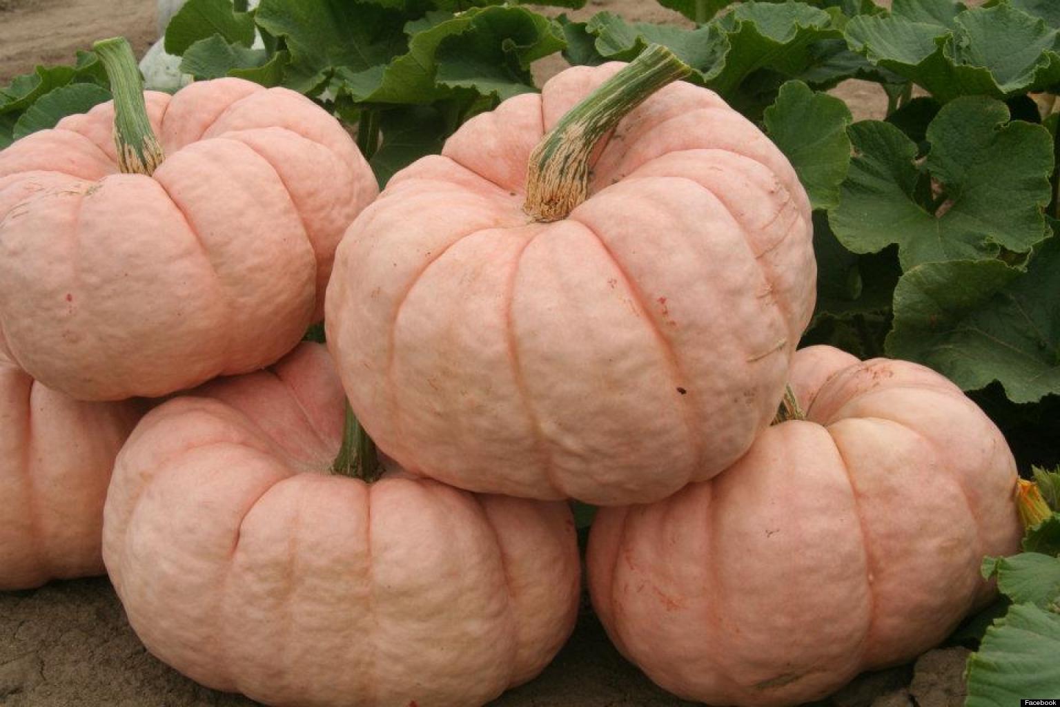 Pink Pumpkins Planted For Breast Cancer Awareness Month HuffPost