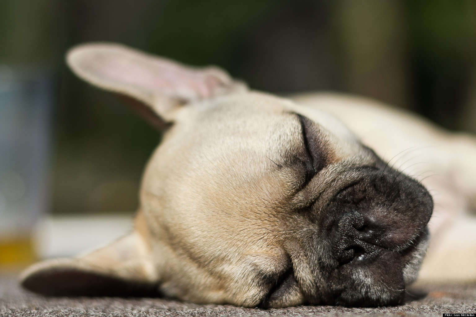 how-to-get-your-dog-to-sleep-in-huffpost