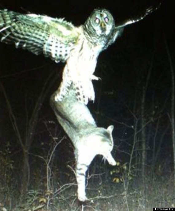 Amazing Photo Of Owl Catching A Cat To Eat (PICTURE) HuffPost UK