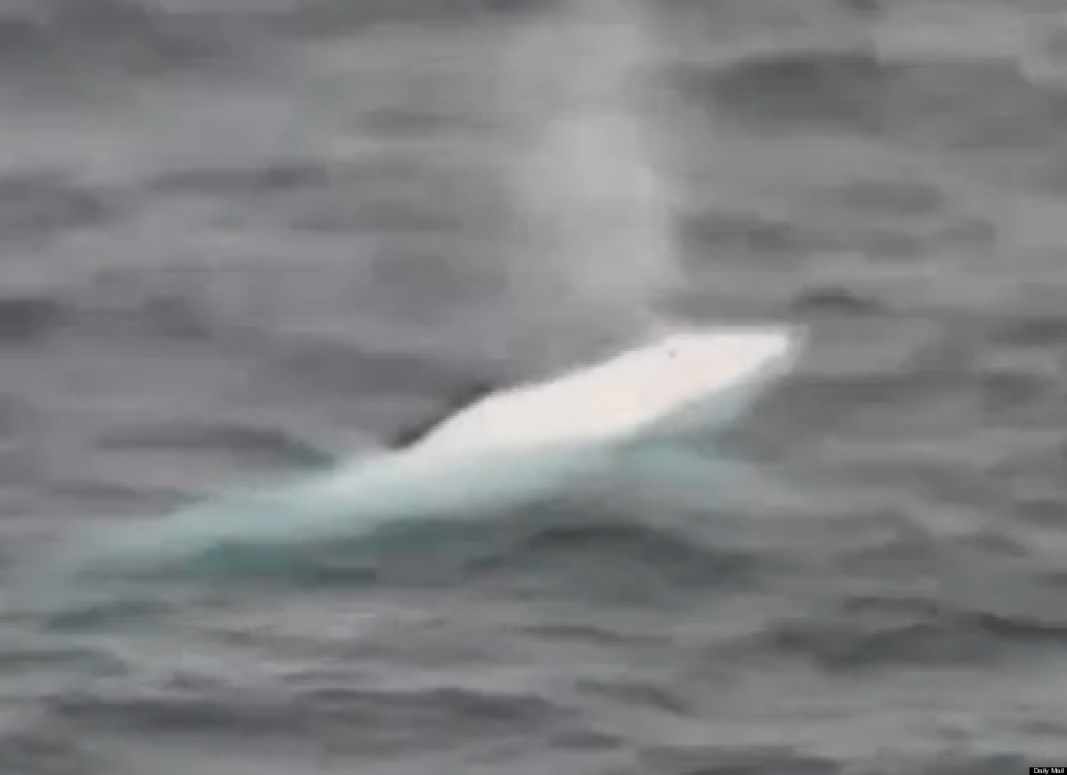 White Humpback Whale Spotted Near Norway (VIDEO) | HuffPost