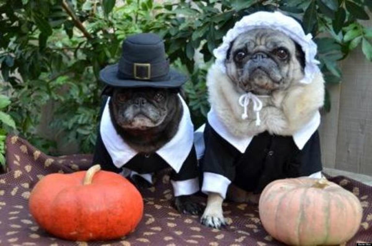 25 Pets In Pilgrim Costumes (PHOTOS) HuffPost