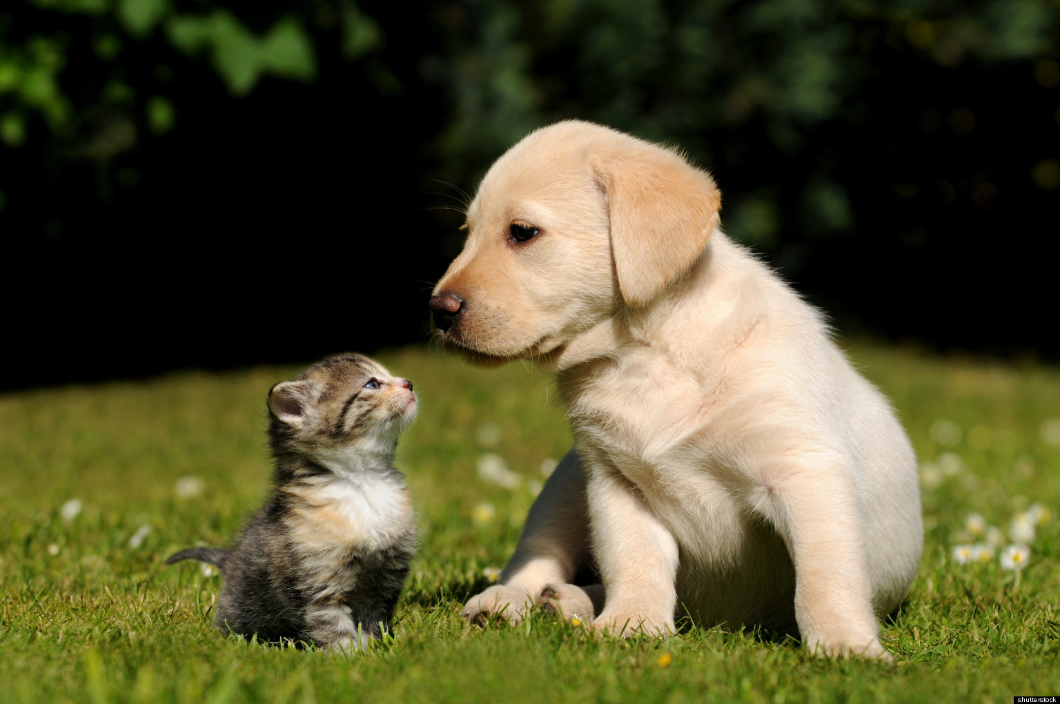 Remarkable Romance: Three-Legged Cat and Two-Legged Dog | HuffPost