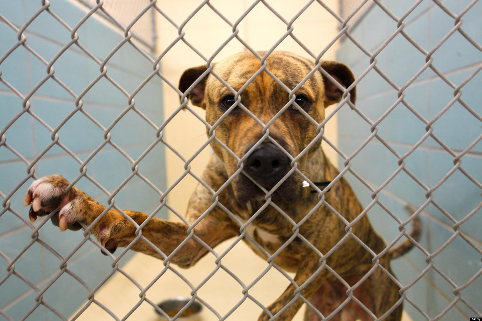 animal-shelter-testing-la-officials-contemplate-so-called-temperament