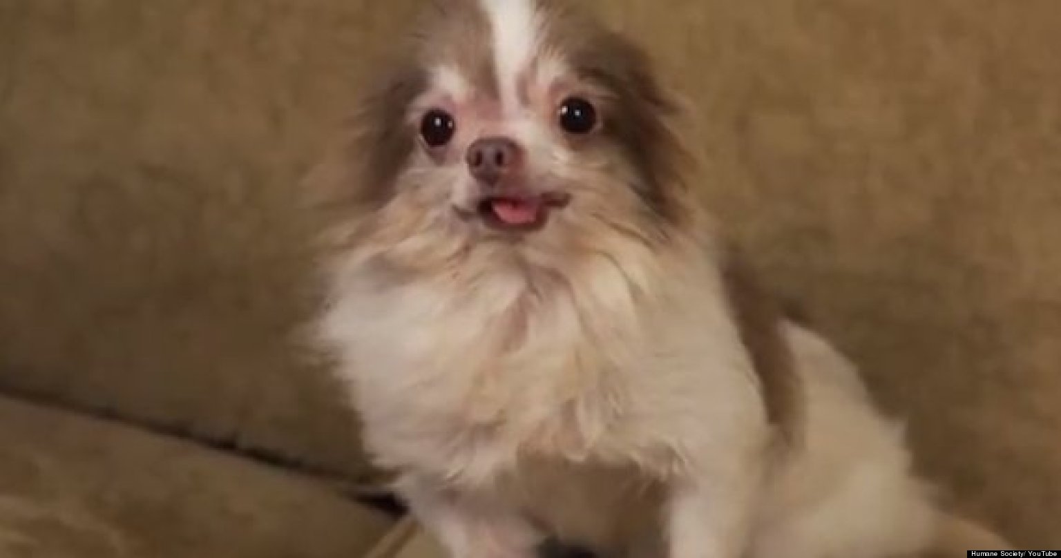 Billy, Adorable Chihuahua, Rescued From Horrific Puppy Mill (VIDEO
