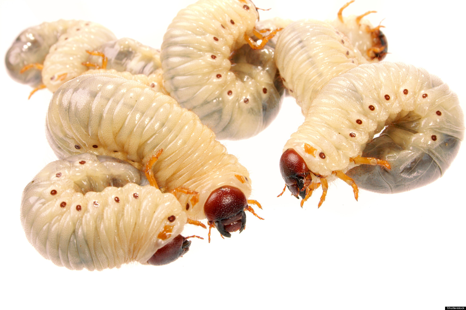 Maggots Heal Wounds By Suppressing Immune System, Study Shows HuffPost