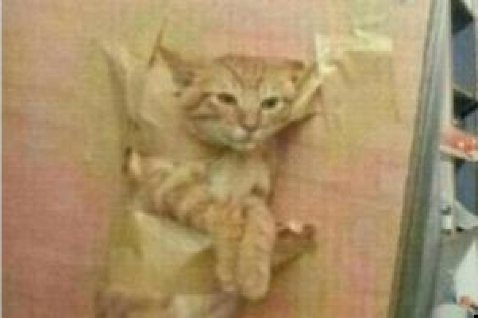 City University Student Allegedly Tapes Cat To Wall And Posts Picture