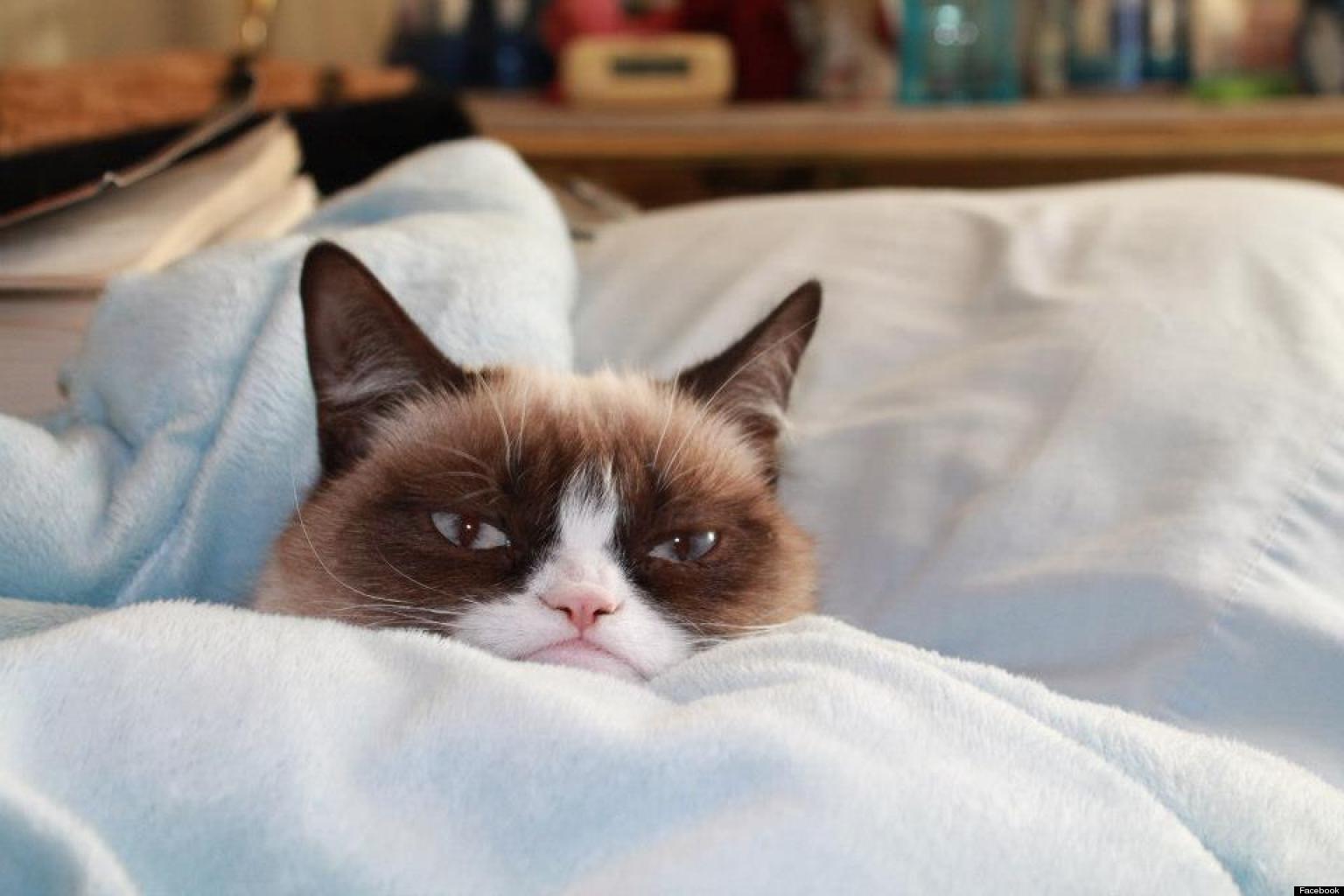 Grumpy Cat Kitten Photos Revealed (PHOTOS) | HuffPost