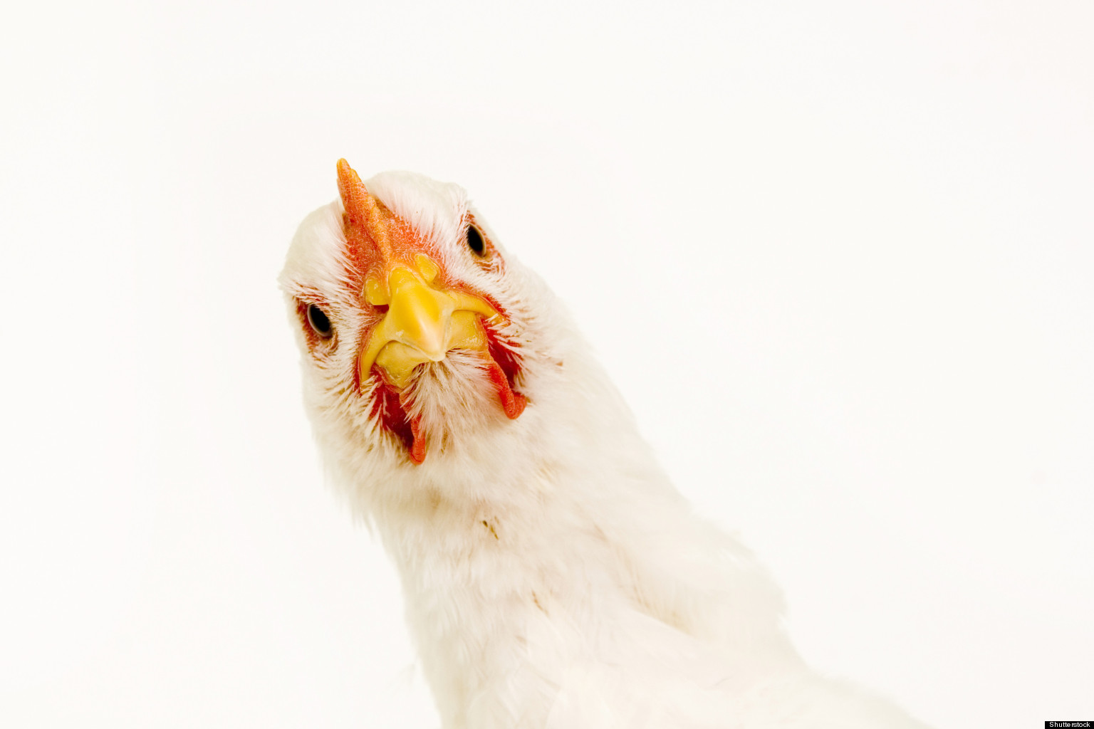 The Cruelest of All Factory Farm Products Eggs From Caged