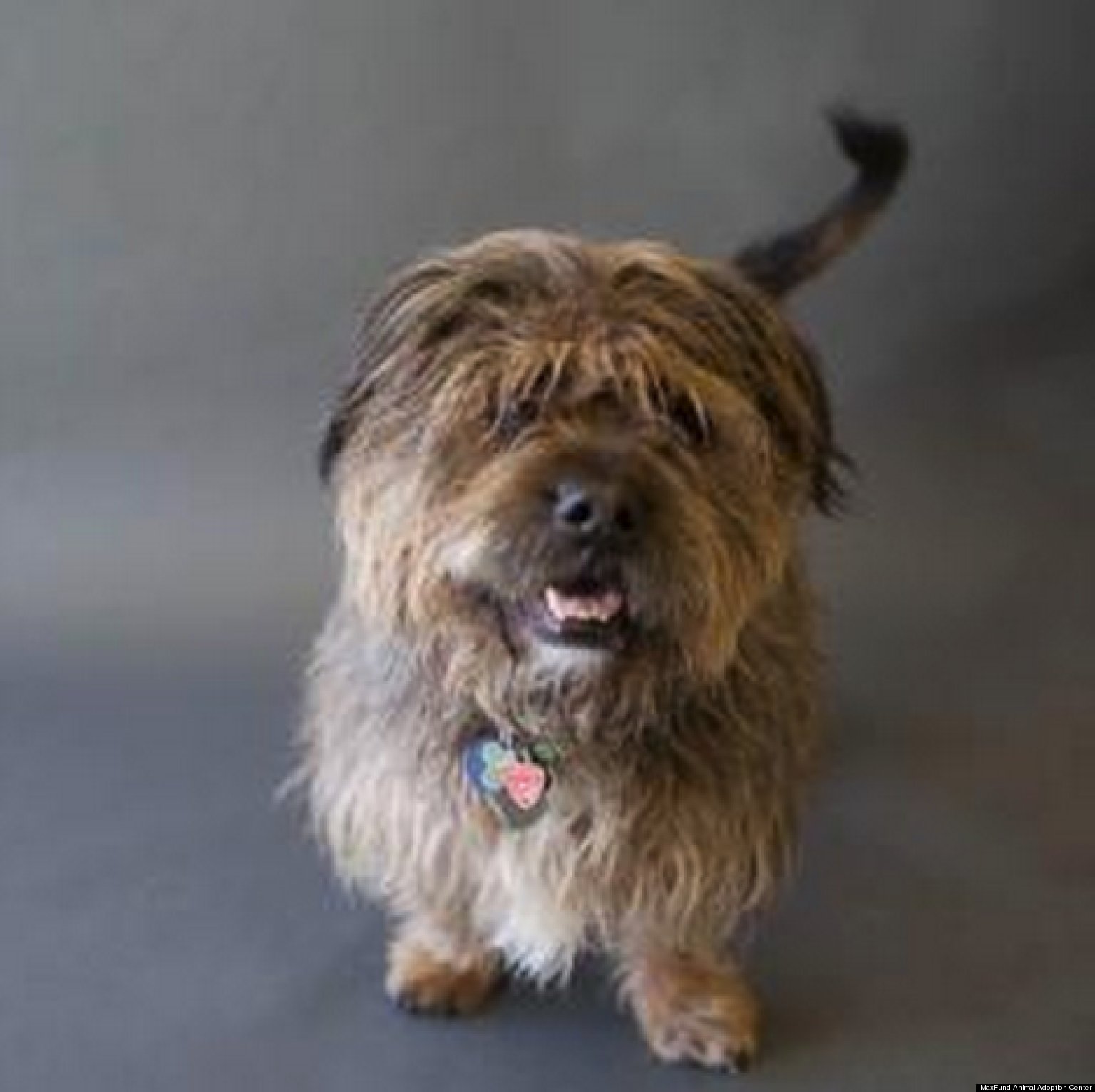 MaxFund Animal Adoption Center, Denver NoKill Shelter Has Over 100